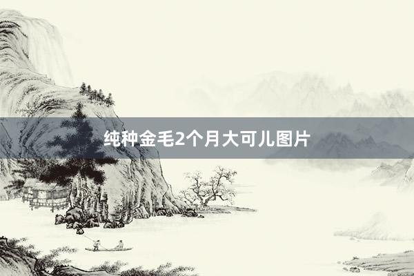 纯种金毛2个月大可儿图片